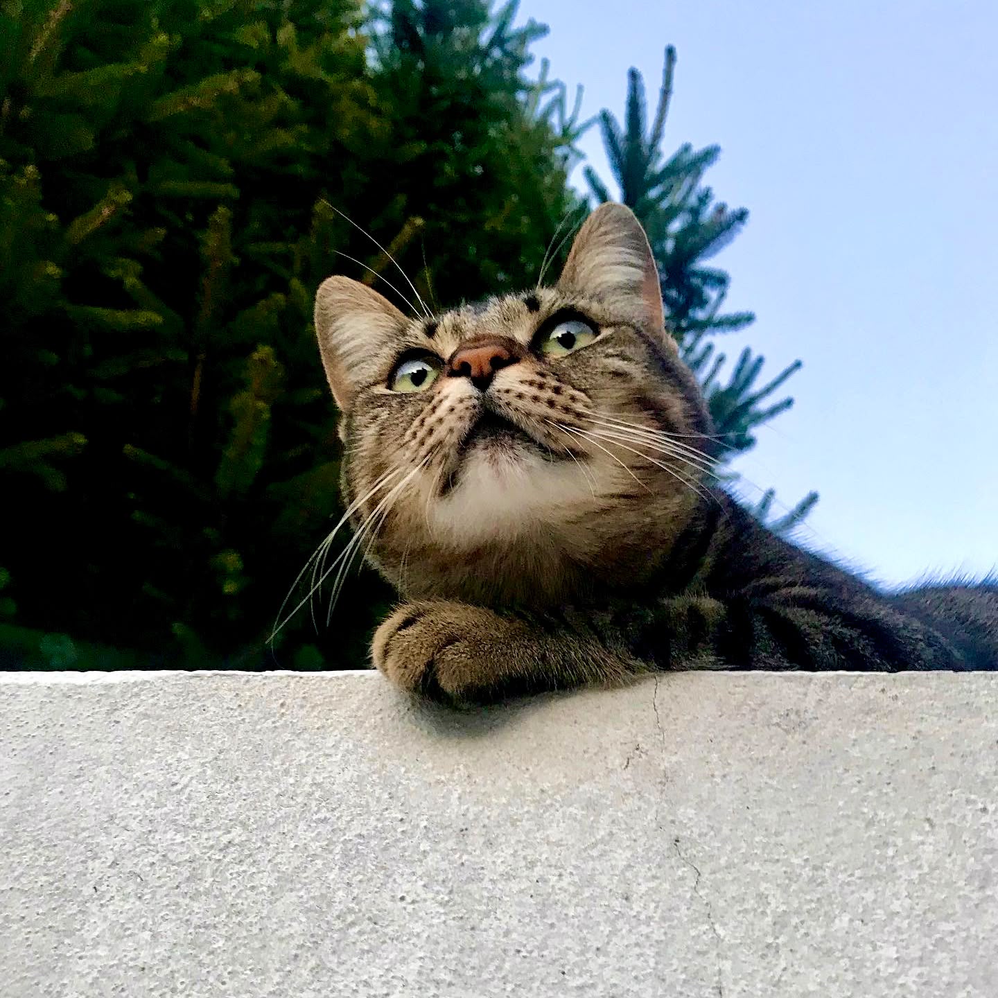 Gata tigrada pousada num muro, com árvores ao fundo